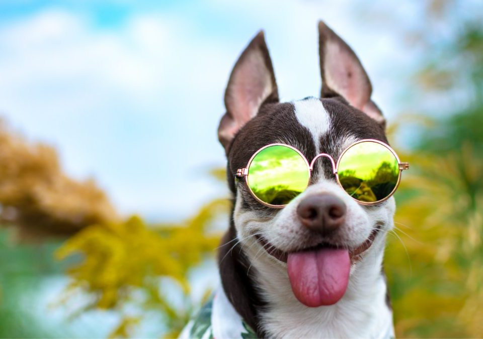 dog with pointy ears and sunglasses